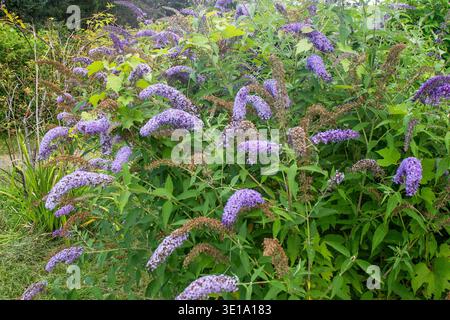 Buddleja davidii fleur d'un arbuste ornemental violet dans le jardin. Banque D'Images