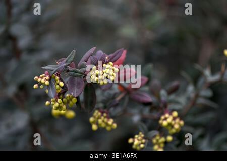 Photo macro d'arbustes Berberis avec des grappes de minuscules fleurs jaunes sur un feuillage violet foncé et Bordeaux. Détails botaniques très contrastés dans un Banque D'Images