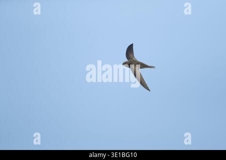 Oiseau adulte SWIFT commun (Apus apus) en vol, Suffolk, Angleterre, Royaume-Uni Banque D'Images