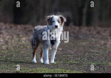 Jeune chien berger australien merle rouge portant un harnais violet debout sur le sol et courant vers la caméra, animal de compagnie énergique pedigree en mouvement, CA Banque D'Images