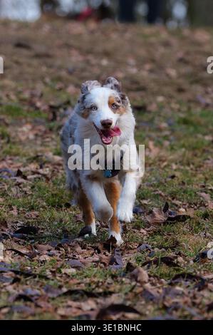 Jeune chien berger australien merle rouge portant un harnais violet debout sur le sol et courant vers la caméra, animal de compagnie énergique pedigree en mouvement, CA Banque D'Images