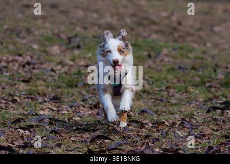 Jeune chien berger australien merle rouge portant un harnais violet debout sur le sol et courant vers la caméra, animal de compagnie énergique pedigree en mouvement, CA Banque D'Images