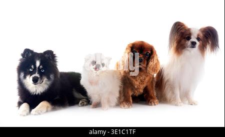 Les petits chiens in front of white background Banque D'Images