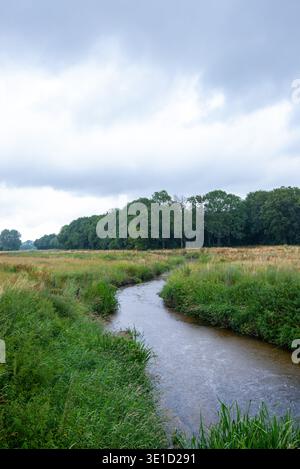 Un ruisseau étroit serpente à travers un marais vert avec de hautes herbes. Une ligne forestière dense crée une frontière naturelle sous un ciel couvert. Banque D'Images