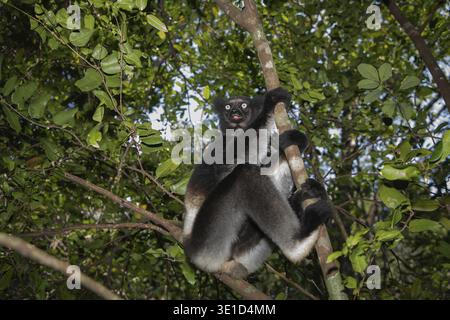 Lémurien Indri indri, babakoto plus grand lémurien noir et blanc de Madagascar. fond de forêt tropicale rétro-éclairé, gros plan.animal mignon avec des yeux bleus perçants Banque D'Images