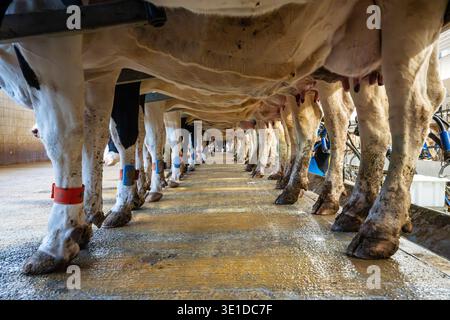 Plan symétrique à angle bas montrant les pattes et les mamelles de vaches Holstein alignées. L'image présente des capteurs de suivi électroniques rouges et bleus sur leur Banque D'Images