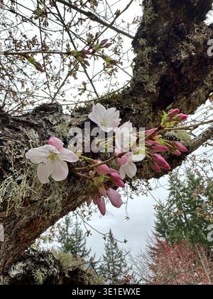 Fleurs de cerisier roses et blanches poussant à partir du tronc d'un cerisier, un exemple de chauliflory. Banque D'Images