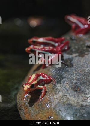 Trio de grenouilles venimeuses fantomatiques (Epipedobates tricolor) sur un rocher au bord de la piscine. Banque D'Images