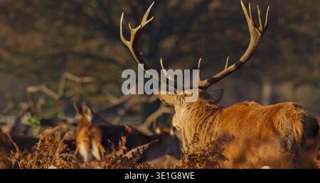 Cerf rouge avec de grands bois repose dans un champ d'automne au coucher du soleil Banque D'Images