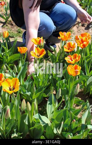 Gros plan d'une femme cueillant des tulipes orange Banque D'Images