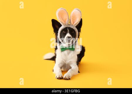 Chien joli Border Collie dans les oreilles de lapin et noeud papillon sur fond jaune. Fête de Pâques Banque D'Images