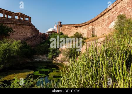 Des arbustes verts luxuriants poussent à côté d'un étang stagnant situé à la base des imposants murs du fort Mehrangarh près du temple Chamunda Mataji à Jodhpur. Banque D'Images