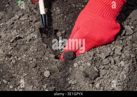 Un gros plan montre une main portant un gant rouge plaçant soigneusement une petite plante dans la terre avec une petite truelle de jardin à proximité Banque D'Images