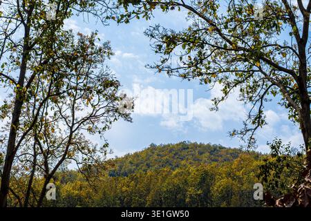 Regardant vers la luxuriante verdoyante canopée de la forêt verte à Dehradun Hills Banque D'Images