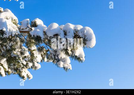 Branches de pin couvertes de neige contre ciel bleu clair d'hiver Banque D'Images