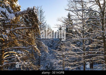 Arbres forestiers couverts de neige brillants par la lumière chaude du soleil d'hiver Banque D'Images