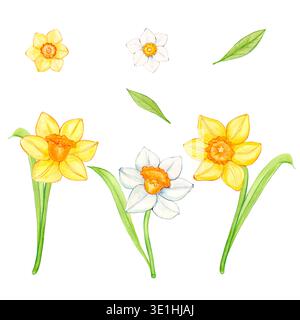Ensemble aquarelle de jonquilles jaunes et blanches avec des feuilles et des tiges. Illustration d'aquarelle faite à la main Banque D'Images