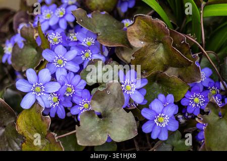 Un gros plan captivant mettant en scène un groupe de fleurs bleues éclatantes nichées au milieu d'un feuillage vert luxuriant. L'image met en évidence les détails complexes Banque D'Images