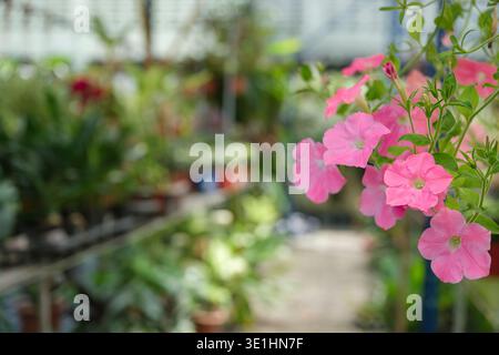 Gros plan de fleurs de pétunia roses dans une serre, entourées de diverses plantes vertes et de pots, créant une atmosphère vibrante et colorée Banque D'Images