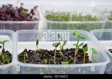 Les jeunes plants poussent du sol dans des récipients en plastique transparent, présentant divers types de plantes avec un sol sombre et des feuilles vertes Banque D'Images