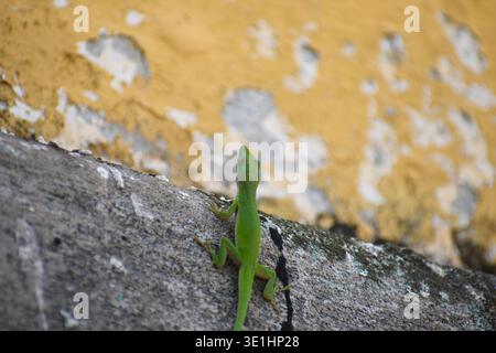 Un anole vert vif (Anolis carolinensis) fait son chemin à travers un rebord en béton altéré, sa couleur vive créant un contraste saisissant contre A. Banque D'Images
