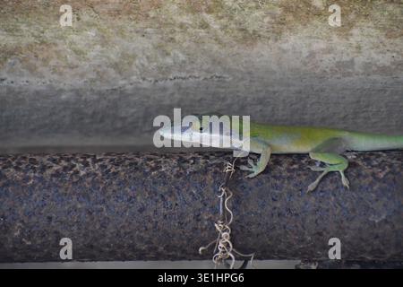 Un anole vert frappant (Anolis carolinensis) repose le long d'un tuyau en métal fortement rouillé, affichant ses écailles vibrantes et un œil d'or vif contre Banque D'Images