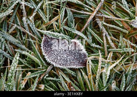 Une feuille brune assise sur un lit d'herbe tout recouvert de minuscules cristaux de glace d'un gel matinal. Banque D'Images