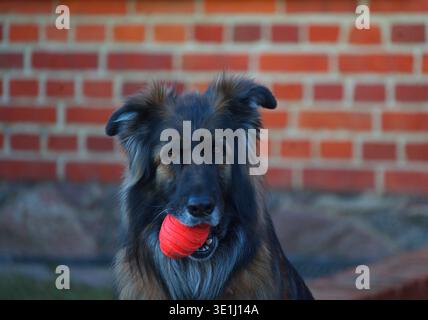 Portrait d'un berger allemand aux cheveux longs tenant une boule rouge dans sa bouche. Photo de haute qualité Banque D'Images