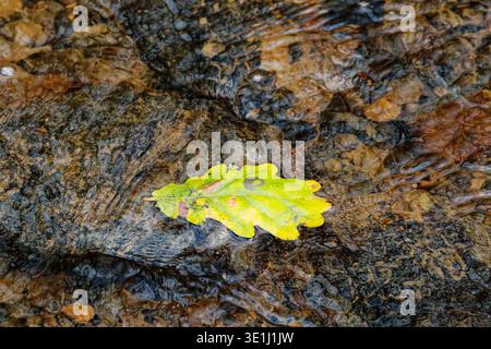 Une feuille de chêne verte tombée flotte à la surface d'un ruisseau avec un lit rocheux, Chesham Woods, Bury, Greater Manchester. Banque D'Images