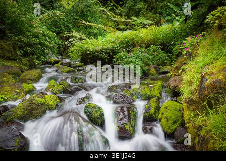 Ruisseau de montagne coulant sur des roches moussues à travers une végétation tropicale dense avec des fleurs roses dans un cadre forestier Banque D'Images