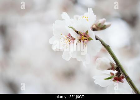 Un gros plan délicat de fleurs d'amandiers (Prunus dulcis) en pleine floraison. Détails des pétales blancs, étamines jaunes et centres roses. Banque D'Images