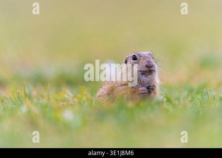 L'écureuil terrestre européen (Spermophilus citellus) se tient debout sur un terrain d'herbe verte. Les petites pattes et la fourrure courte sont visibles. Banque D'Images
