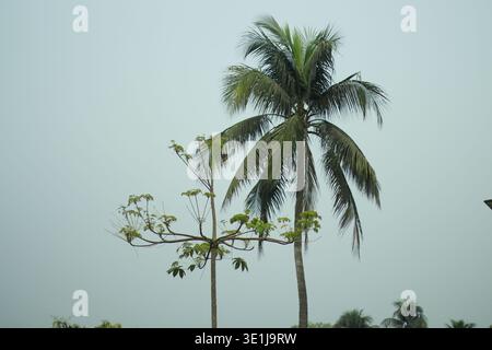 Grand palmier de noix de coco contre le ciel clair dans un environnement tropical extérieur Banque D'Images