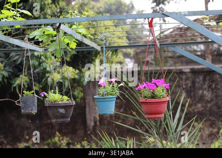 Plusieurs pots de fleurs suspendus avec des plantes de pétunia roses en fleurs dans un environnement de jardin à la maison sous la lumière du jour naturelle Banque D'Images
