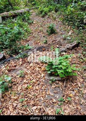 Serpent d'herbe rampant le long du chemin forestier couvert de feuilles de l'année dernière. Pierres et bûche pourrie dans le sol. Banque D'Images