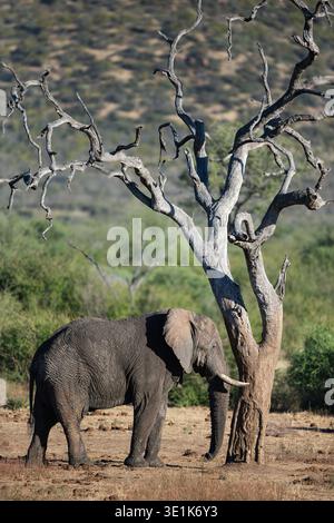 Éléphant d'Afrique debout à côté d'un arbre sans feuilles dans un paysage de savane sèche avec un buisson vert et des collines en arrière-plan. Banque D'Images