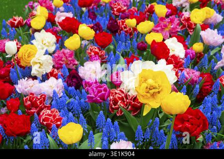 Tapis de tulipes et de muscari vibrant présentant une floraison printanière multicolore, un mélange dense de tulipes rouges, jaunes, roses et blanches avec des jacinthes de raisins bleus, ranunc Banque D'Images