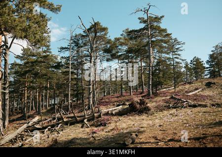 Paysage forestier printanier à Divcibare, en Serbie, avec de grands pins, des troncs tombés et de la bruyère en fleurs sur une pente montagneuse ensoleillée. Forêt naturelle des Balkans Banque D'Images