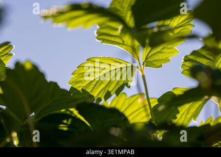 gros plants de fraises avec des feuilles vertes avant de planter dans le champ, un grand nombre de pousses de fraises douces poussant ensemble dans un we ensoleillé et chaud Banque D'Images