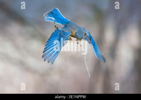 Femelle Bluebird de l'est (Sialia sialis) transportant du matériel de nidification en vol lors de la construction du nid à Syracuse, New York, États-Unis. Banque D'Images