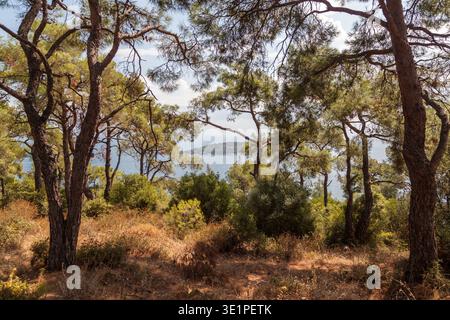 La mer scintillante de Marmara jette un œil à travers une forêt de pins baignée de soleil sur les sentiers de colline de l'île de Buyukada, Istanbul en été Banque D'Images