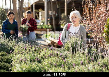 La femme âgée shopper demande des fleurs de lavande tout en tenant pot de jeune plante Banque D'Images