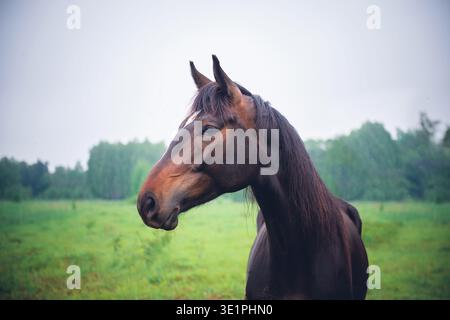 Un portrait intime en gros plan mettant l'accent sur le profil de la tête et du cou d'un magnifique cheval de baie. L'œil sombre et intelligent est clair, et la texture Banque D'Images