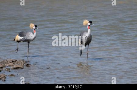 Paire de grues à couronnes grises (Balearica regulorum), chacune debout sur une jambe Banque D'Images