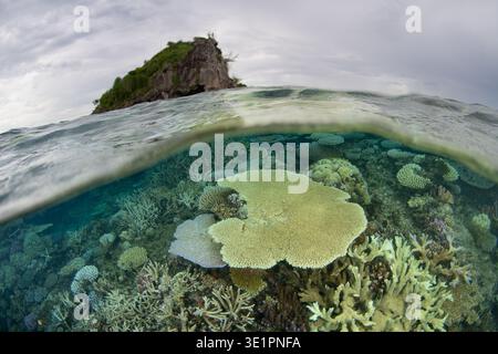 Les coraux fragiles prospèrent dans les eaux extrêmement peu profondes du canal Bligh aux Fidji. Cette région tropicale pittoresque abrite une biodiversité marine extraordinaire. Banque D'Images