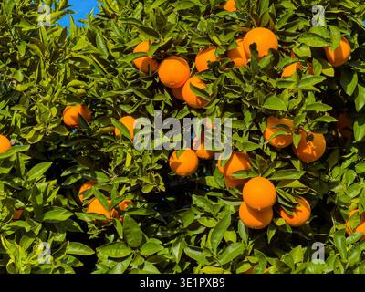 Un arbre se dresse rempli d'oranges brillantes suspendues parmi de riches feuilles vertes sous un ciel bleu clair par une chaude journée d'été. La lumière du soleil brille sur le mûr Banque D'Images