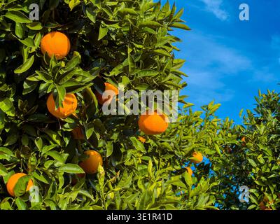 Des oranges pendent d'un arbre rempli de feuilles vertes contre un ciel bleu clair. La lumière du soleil brille sur les oranges brillantes lorsqu'elles mûrissent. Banque D'Images