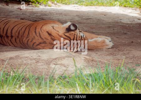 Le tigre repose sur le sol chaud sous une zone ombragée, son corps puissant en paix tout en trouvant un sommeil profond lors d'un moment de calme dans son habitat naturel Banque D'Images