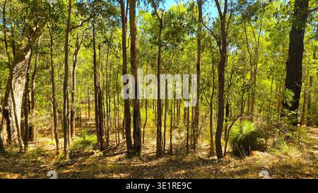 Une scène de forêt lumineuse et ouverte remplie de troncs d'eucalyptus élancés et d'une canopée verte tapissée. La lumière du soleil filtre à travers les feuilles, éclairant les feuilles sèches Banque D'Images