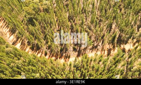 Vue aérienne de haut en bas d'une plantation forestière ensoleillée où de grands pins régulièrement espacés projettent de longues ombres diagonales sur un sol sablonneux. Un di étroit Banque D'Images